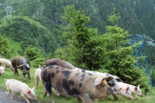 Smiling Pigs in Romania
